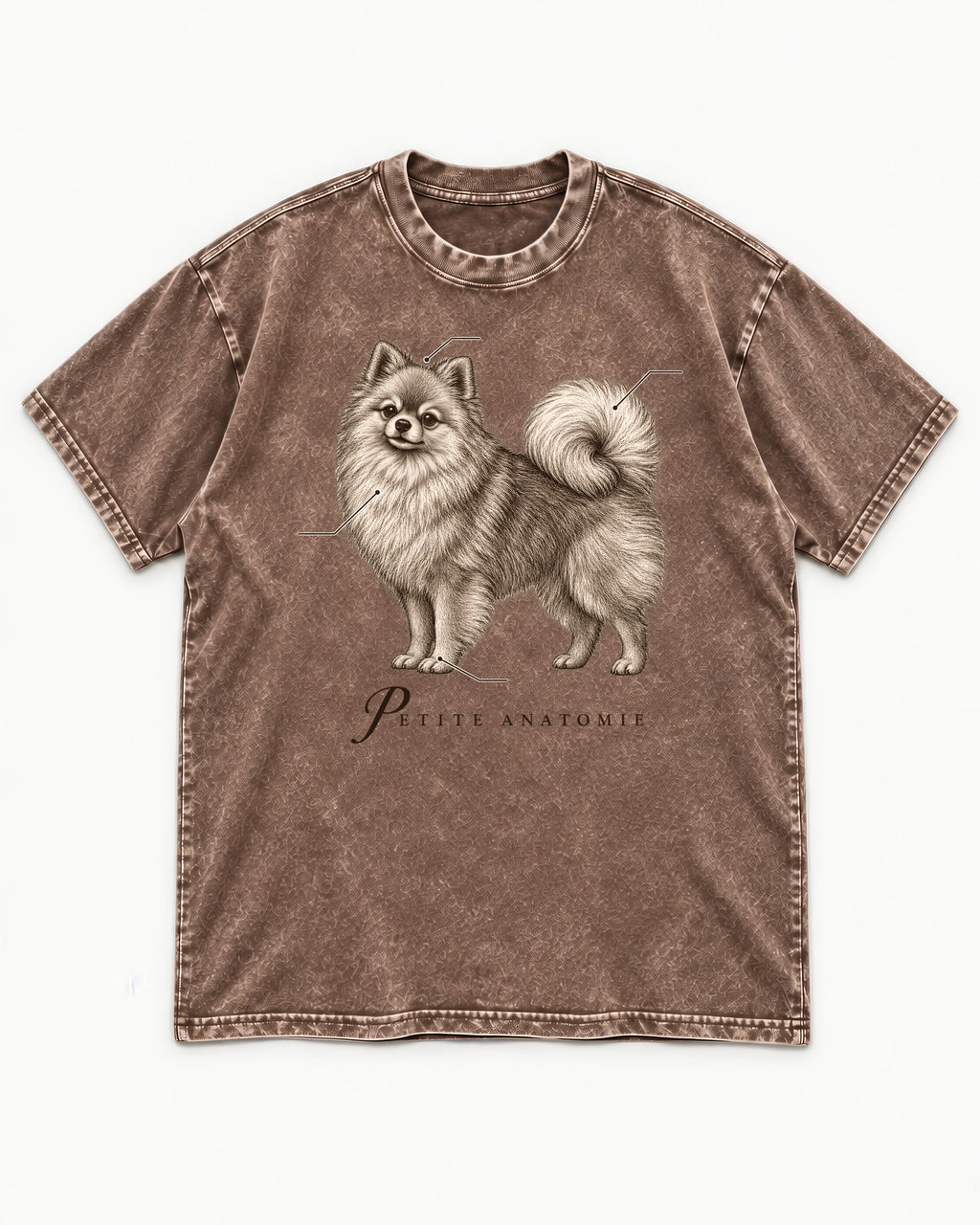 Pomeranian Petite Anatomie Washed Tee in Coffee, flat lay product photo